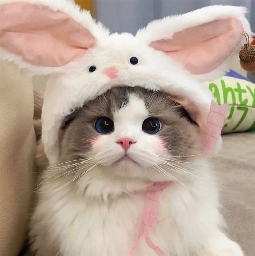 Rabbicat!